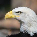 Aguila.FRN's Avatar'