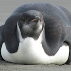 DODO_GENERATOR's Avatar'