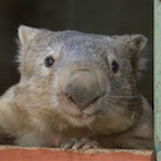 EnchantedWombat's Avatar'