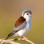 walkden goat's Avatar'