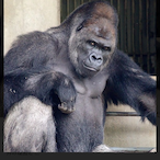 shabani...'s Avatar'