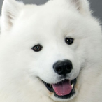 Xgor_DZ's Avatar'