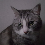 guhnnr-X1MS's Avatar'