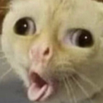 Piggy1354's Avatar'