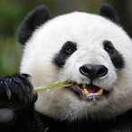 LitPanda498's Avatar'