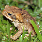 BoiVikka's Avatar'