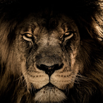 MahanKP's Avatar'