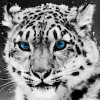 Cyber__Tiger's Avatar'