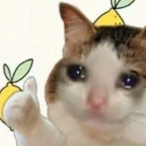 LEXCERGAME's Avatar'