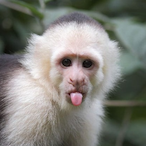 StinkyGing's Avatar'