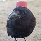 AYahYahYah.'s Avatar'
