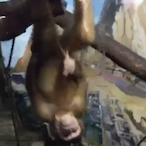 CyanRecruit10's Avatar'