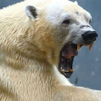BuffBipolarBear's Avatar'