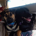 scrapzz2998's Avatar'