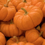 zenithal jay's Avatar'