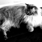 HudsonTyler's Avatar'