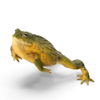 ABowlFrog's Avatar'