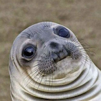 RaztheSeal's Avatar'
