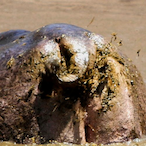 Gwenivere.'s Avatar'