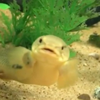 NuG_Beebus's Avatar'