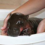 PK_Hippo's Avatar'
