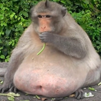 JadinPerson's Avatar'