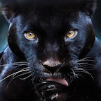 SCOPA_TINA's Avatar'