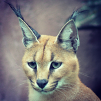 AngloSaxon.-'s Avatar