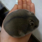 FreewaySoszaa's Avatar'