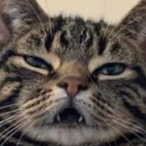 Tommie_03's Avatar'