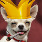 mutzel.YEET's Avatar'