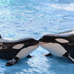 HumDrumWhales's Avatar'