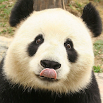 panda-lover's Avatar'