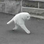 BawlBusser's Avatar'