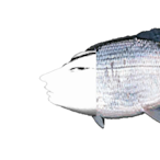 JateHews56's Avatar'