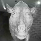 Dinguusto's Avatar'