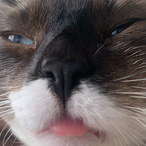 DKONGS Fresa's Avatar'