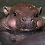 PoopyPenguin67's Avatar'