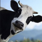 TheCowGoes.MU's Avatar'