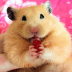 Unknown_hamster's Avatar'