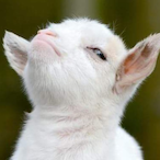 StiffMilk's Avatar'