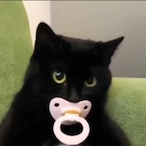 EnemyCat's Avatar'