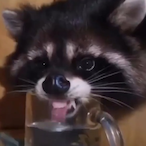ThrusterRaccoon's Avatar'