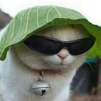 Tacokitty6's Avatar'