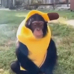 Banana.s.'s Avatar'