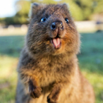 GlitteryChicky's Avatar