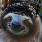 Humble_Sloth's Avatar'