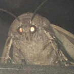 Gullka_'s Avatar'