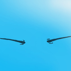 lxst files's Avatar'