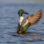 SpoonbillIV's Avatar'